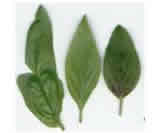 basil_leaves.jpg