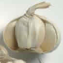 garlic.jpg