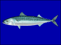 mackerel